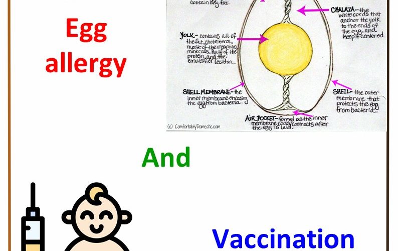 Vaccines and Egg Allergy