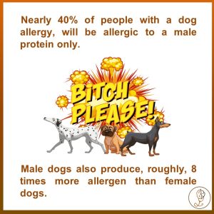 Allergy to dogs