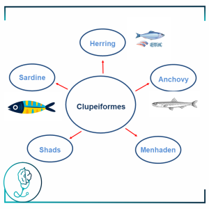 Fish Allergy – Clupeiformes