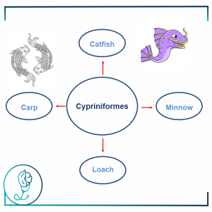 Fish Allergy – Cypriniformes
