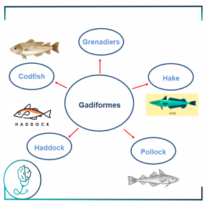Fish Allergy – Gadiformes