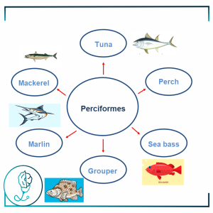 Fish Allergy – Perciformes