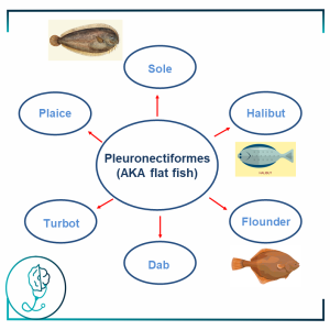 Fish Allergy – Pleuronectiformes