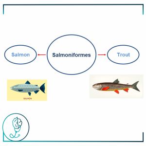 Fish Allergy – Salmoniformes