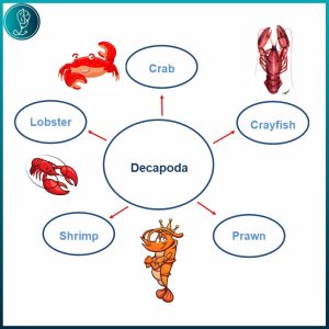 Shellfish allergy – Decapoda