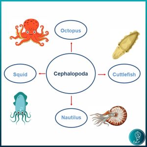 Shellfish allergy – Cephalopoda
