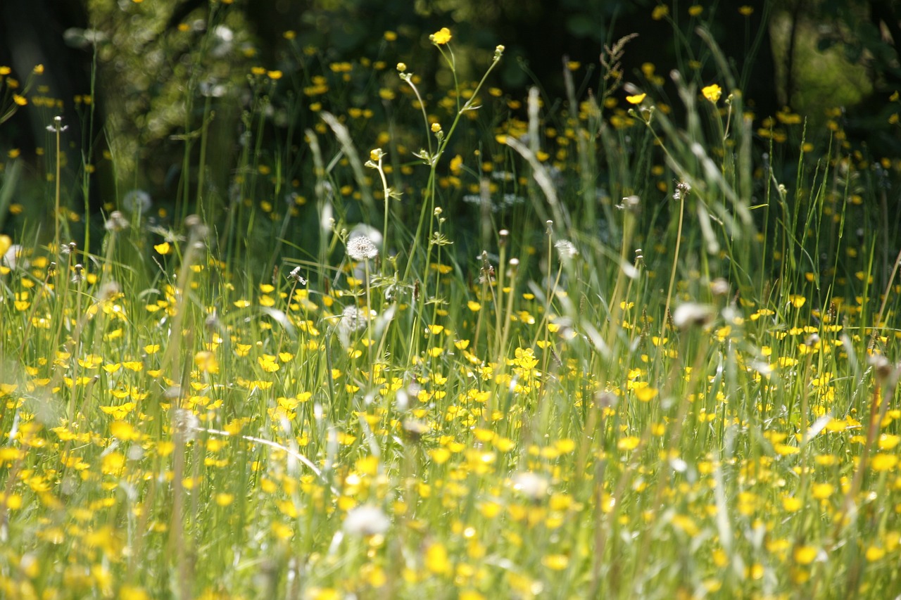 Meadow Hayfever and allergies