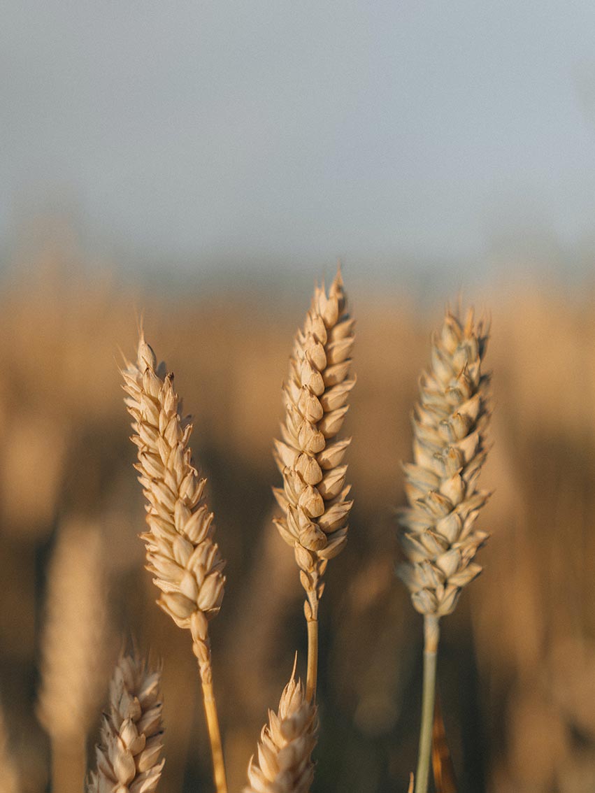 wheat allergy