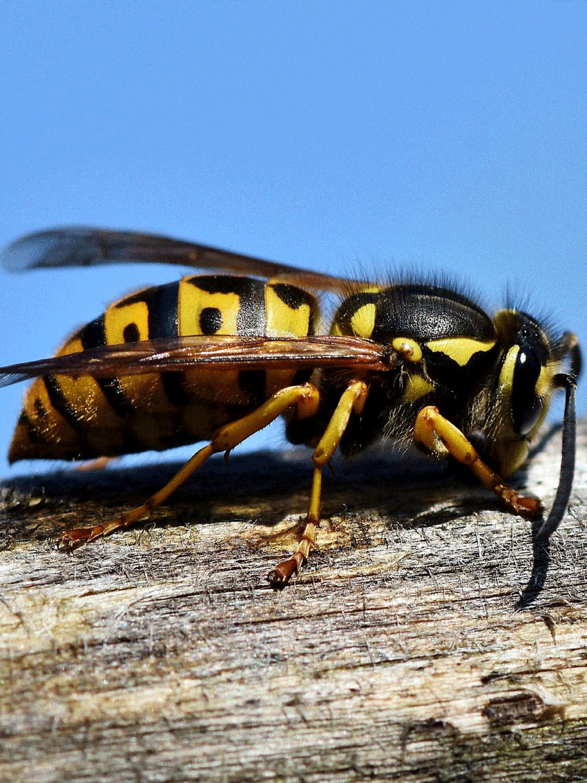 850x1134wasp Wasp and insect bite allergies